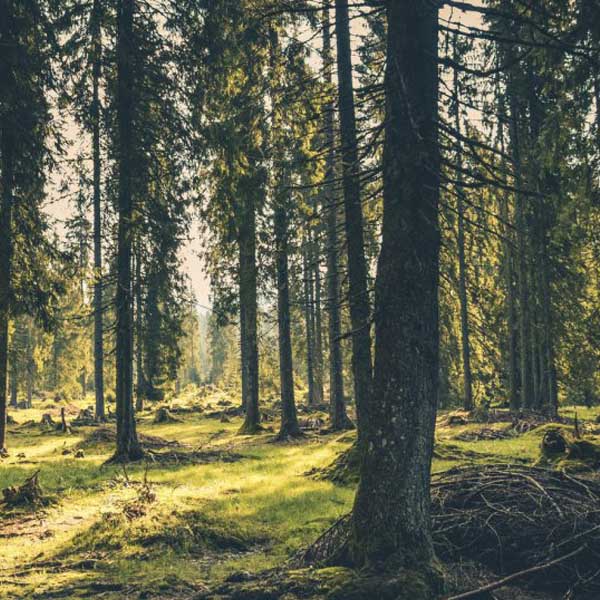 Gracious Veneers – Sustainable and Eco-Friendly Veneer Solutions